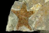Ordovician Starfish (Petraster?) Fossil - Morocco #118604-1